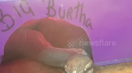 Big Python Snake all wrapped up in its big house enclosure tank resting