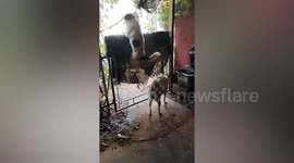 Smart pet dog escapes by climbing over gate of their home