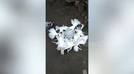 Fantail birds flocking around water feeder make mesmerising shape in Myanmar