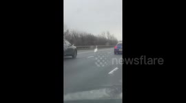 Swan casually strolls down highway in UK, blocking traffic