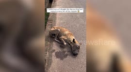 Dog makes 'miraculous recovery' after being found by emergency vet who thought she was dead