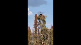 Black bear climbs tree to grab baby EAGLE in this shocking footage captured in Canada