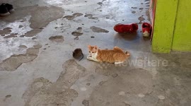 Real-life tussle between cat and mouse seems like Tom and Jerry