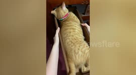 Lazy cat relaxes inside wooden drawer