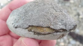 Golden, pyritized fossil crab [~6 million years old] unveiled by amateur paleontologist