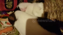 Guinea Pigs Xmas Picnic of Fresh salad bowl for two rodents to share