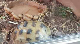 Tourtois goes for a walk in its new house and moves at a Tourtois pace