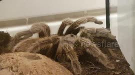 Huge Trantula Spider was enormous in its size and a Gigantic species