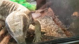 Monitor Lizard different species of large lizard was being inquisitive