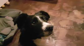 Dogs Xmas Cracker Tug challenge who wins the Xmas gifts inside the Cracker