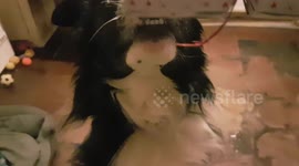 Border collie dog Joey wins Xmas Cracker Tug game this Christmas day