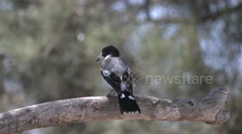 Behold the exquisite call of the Grey Butcherbird as it sings with its young.