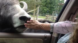 My late wife Chris feeding a Buffalo or Yak in the Olympic Game Farm and freaking out about it.