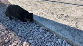 Street cat playing with a lizard and is afraid of it sometimes