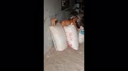 temp