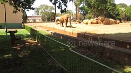 Elephants in the Zoological Garden in Pretoria South Africa n
