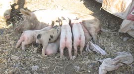 Farming is on pigs is One of the most interesting experience. Suckling piglets is the cutest.