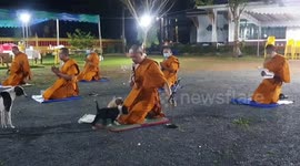 Cute puppies disturb praying Buddhist monks in Thailand