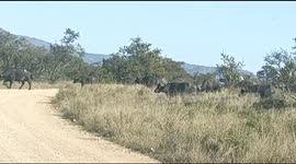 A herd of Buffalos grazing across our path at Kruger National Park in South Africa