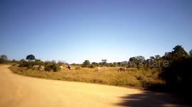 Wild Zebra herd Grazing on plane in Kruger National Park South Africa