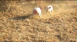 Farm piglets playing in the corn field, cute and intelligent
