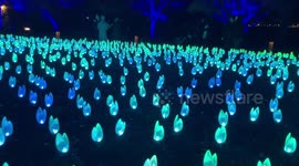 Enchanted Forest of Light is a magical, embodied, interactive, nighttime experience in Los Angeles