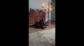 A howling Christmas! German shepherd howling at sirens like a wolf.