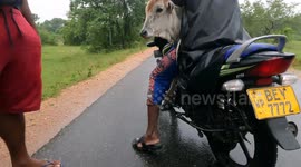 Moo-torcyle: Man in Sri Lanka brings COW onboard motorcycle
