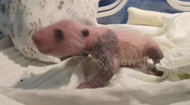 Check out cute pandas and their babies at zoo in southern China