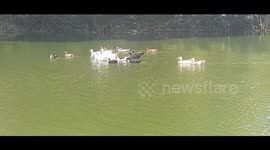 Ducks swimming in a pool .