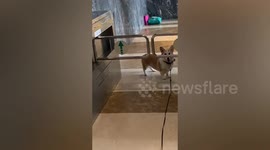 Short-legged corgi won't pass the gate until owner opens it