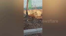 Tiger cub spotted wandering about on roadside in northern China