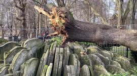 Famous Thomas Hardy's tree in London falls down in Old St Pancras Churchyard