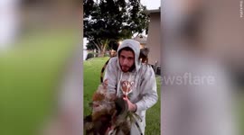 Florida man collects bunch of iguanas that fell from trees after they became paralysed in the cold weather