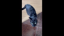 The cat pretends to be nice when he sees that I'm filming him