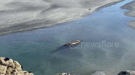 Wild fur seal was captured by the tourist on the west coast beach in New Zealand.