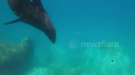 Wild fur seal makes incredibly close contact to New Zealand kayaker in stunning clip