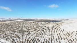 A Forest Farm Covered With Snow in Zhangjiakou, China