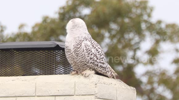 Snowy Owl shows up extremely far from its normal range