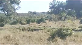 Zebra Grazing in the morning at Kruger National Park South Africa, A rare opportunity to see