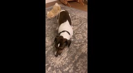 Dog has instant regret after stolen toffee gums up teeth