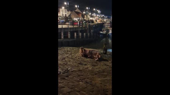 Wild walrus rocks up to Scarborough Harbour