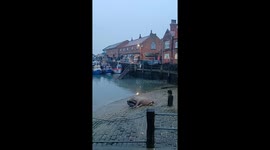 Thor the walrus flops onto Scarborough Harbour for a nap