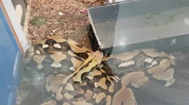 Burmese Python was a enormous size snake and must weigh loads to even bigger than the 10 Stone Albino Yellow Python