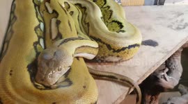 Python Snake relaxing on new years eve I'm it's big enclosure tank house