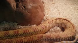 Python species had different colour pattern on its skin and looked orange coloration