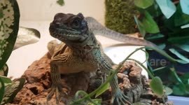 Dragon Reptiles had funny spikey doos and look like mini dinosaurs