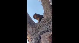 A squirrel eating nuts and sitting top of the tree I thought this is the best angle to capture her cuteness so i did