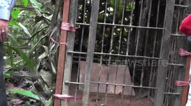Indonesian authorities set traps after Sumatran tigers spotted several times in the village
