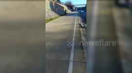 Invisible Heron Shows Its Amazing Camouflage Skills On Busy Cycle Path In Vienna, Austria